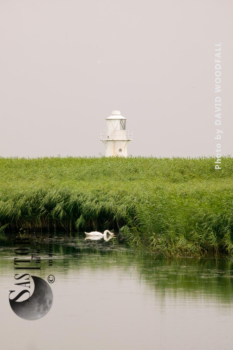 Mute Swan (Cygnus olor) in recreated wetland