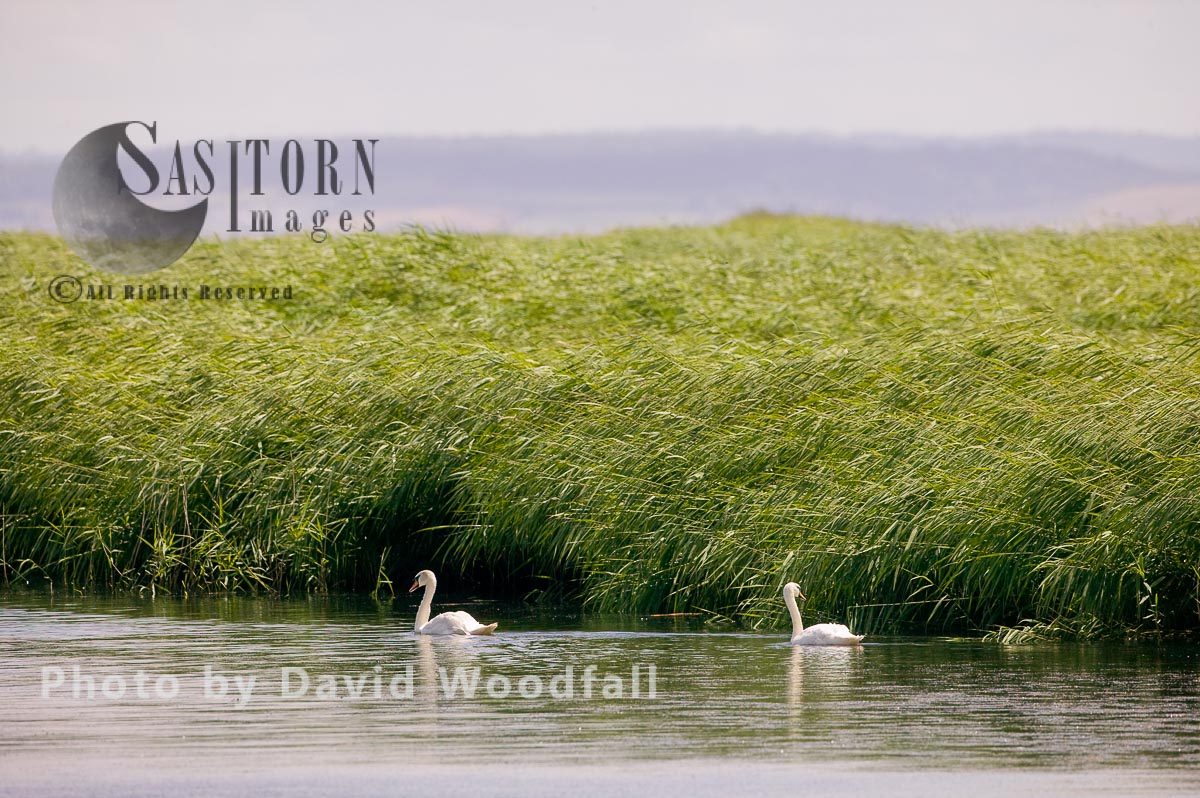 Mute Swan (Cygnus olor) in recreated wetland