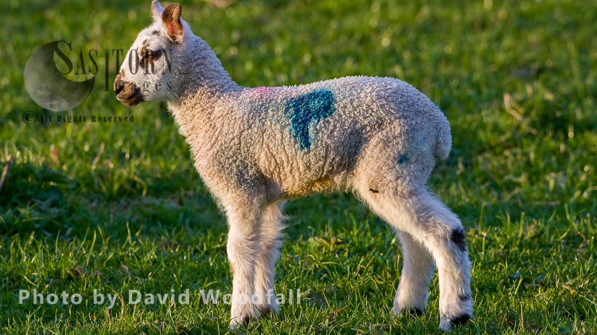 Sustainable Organic Lambs