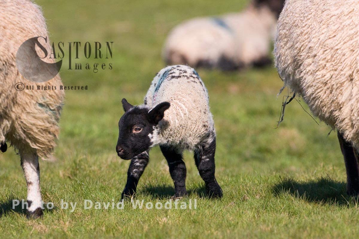 Sustainable Organic Spring Lambs