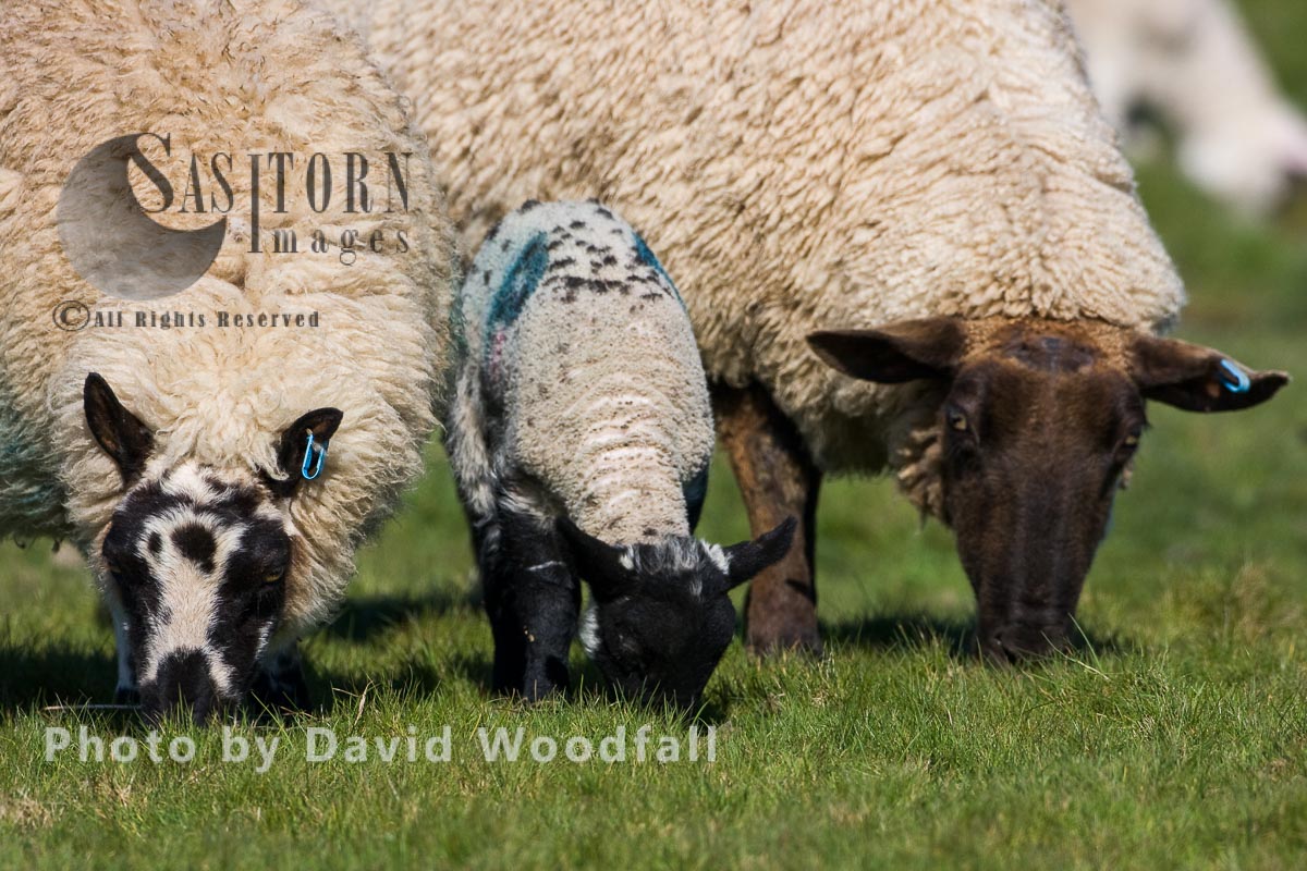 Sustainable Organic Spring Lambs