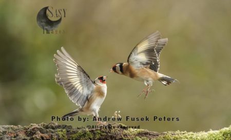 Goldfinches fighting