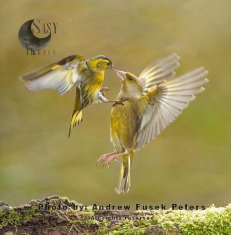 Siskin fighting Greenfinch