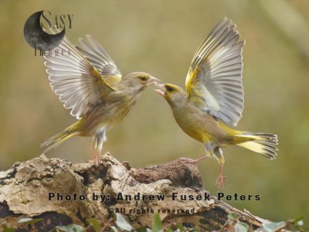 Greenfinches fighting