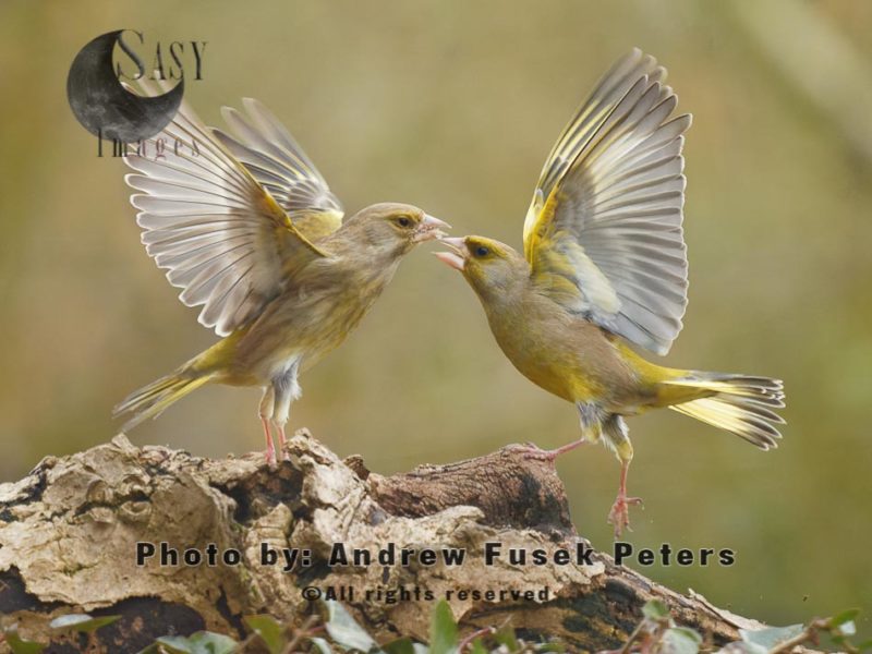 Greenfinches fighting