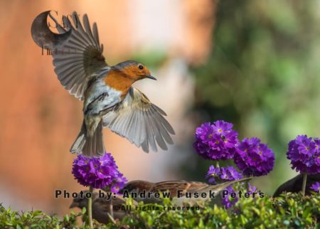 Robin in flight