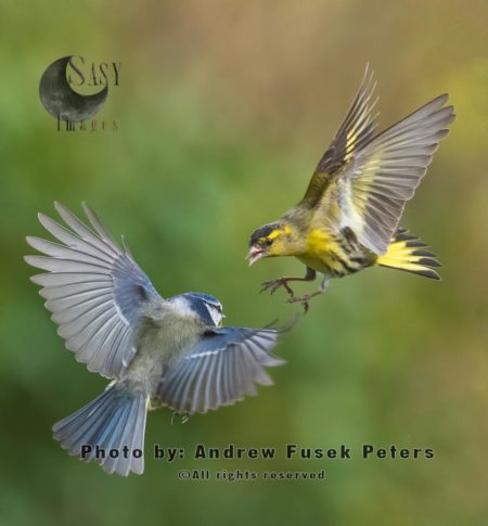 Siskin and Blue tit fighting