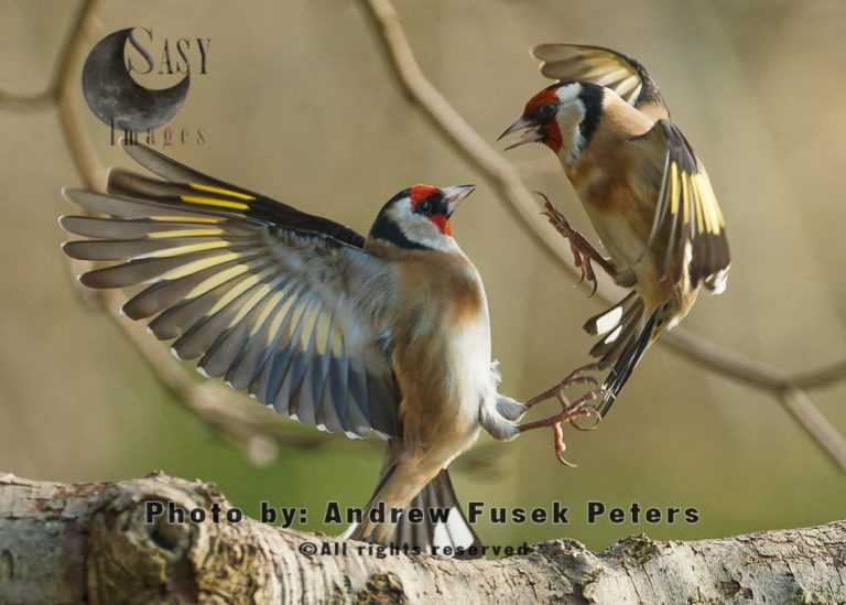 goldfinches fighting