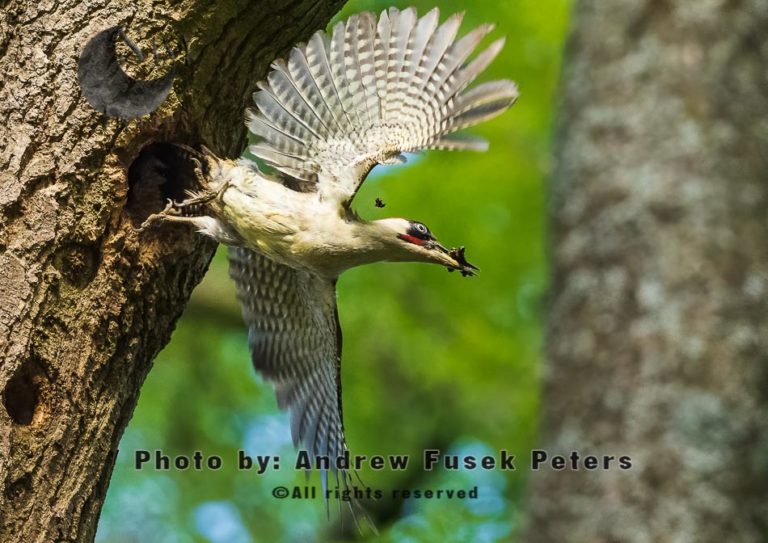 Green woodpecker flying fecal sac out of nest