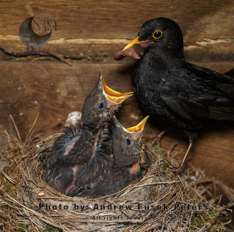 Male blackbird feeding chicks