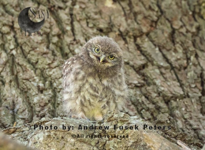 Little owl chick on oak tree