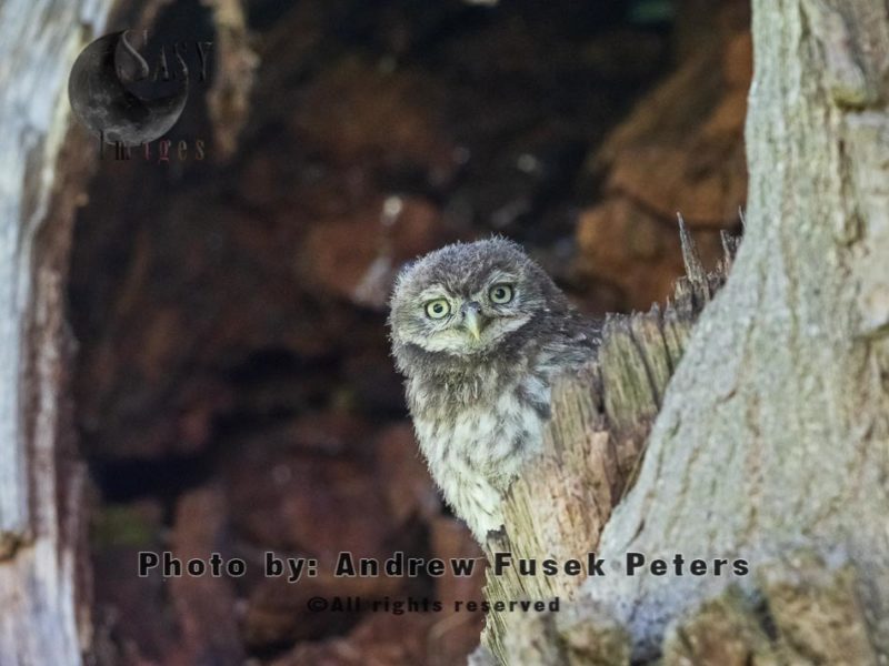 Little owl chick in oak tree