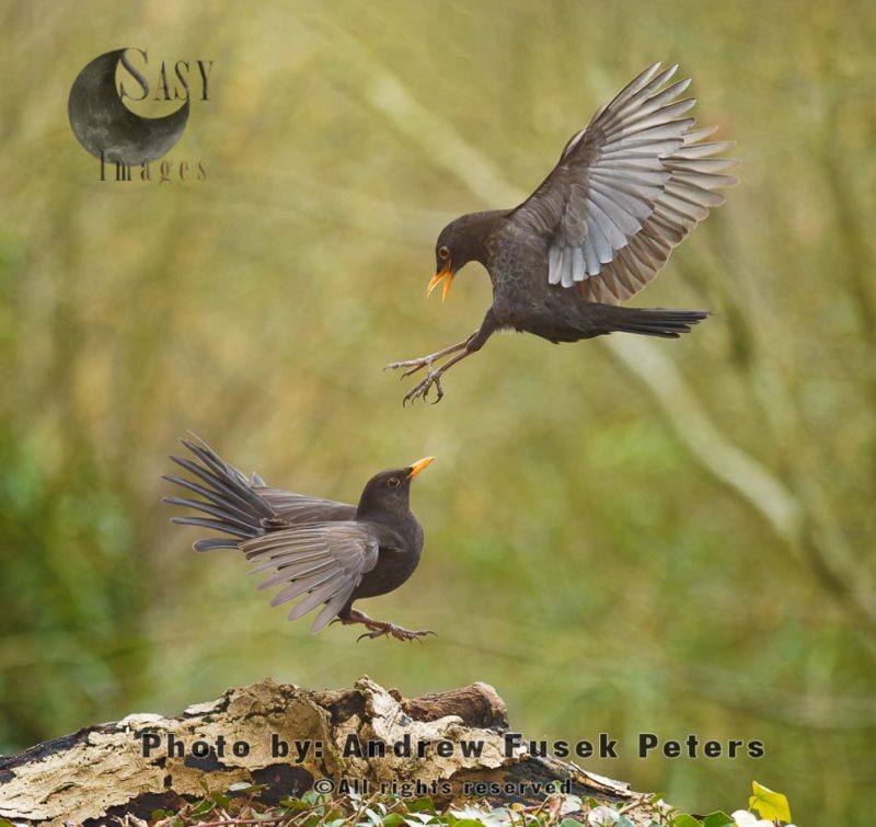 Female blackbirds mid-air fighting