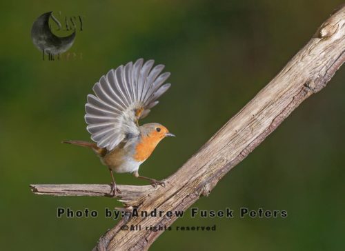 Flared wing of a robin