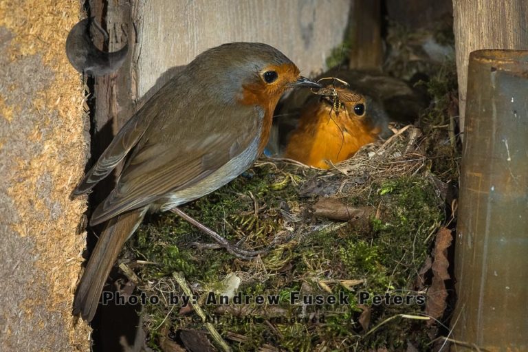 Robin male feeding female