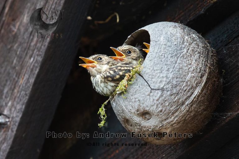 Spotted flycatcher chicks in man made nest