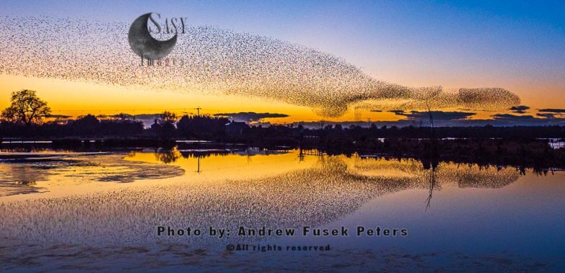 Common Starling murmuration and reflection