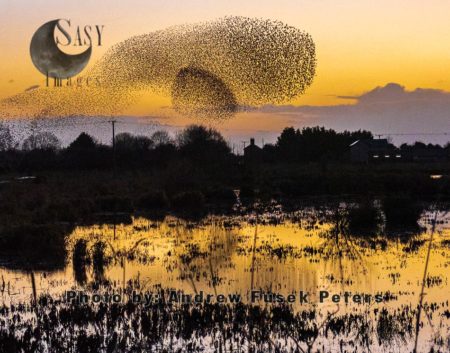 Common Starling murmuration and reflection