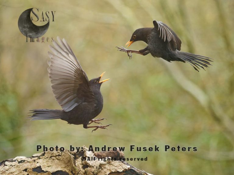 Blackbirds fighting mid-air