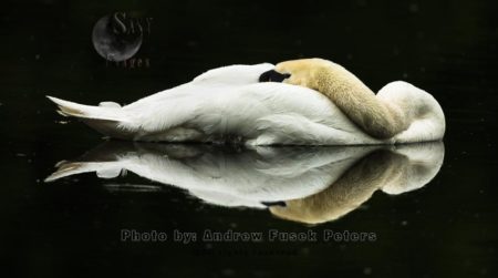 Mute Swan resting on water
