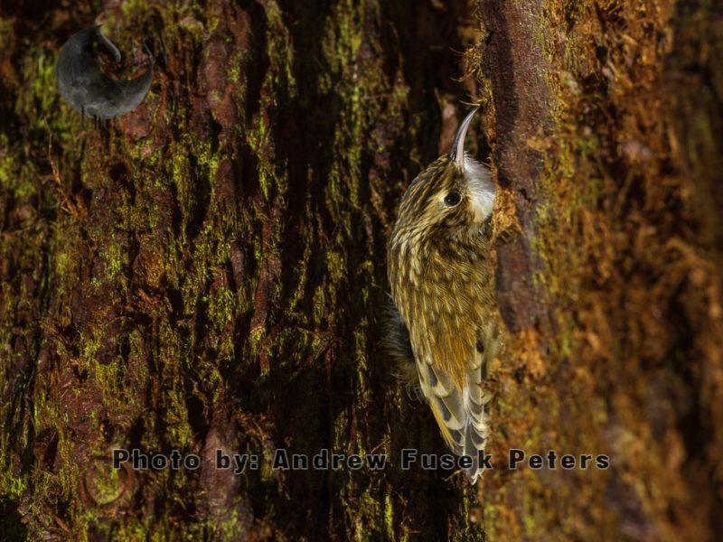 Treecreeper roosting in soft bark of Wellingtonia