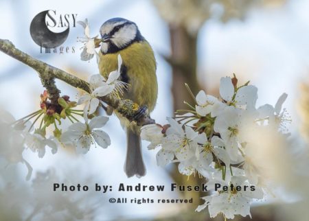 Blue tit in the blossom