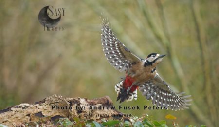 Greater spotted woodpecker in flight