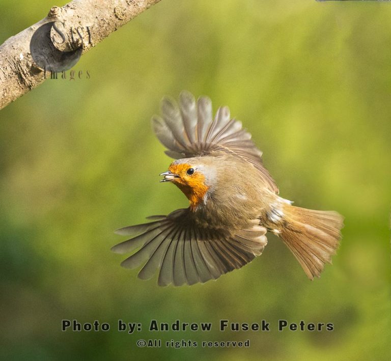 European Robin with sunflower seed in flight