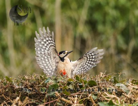 Greater spotted woodpecker with flared wings