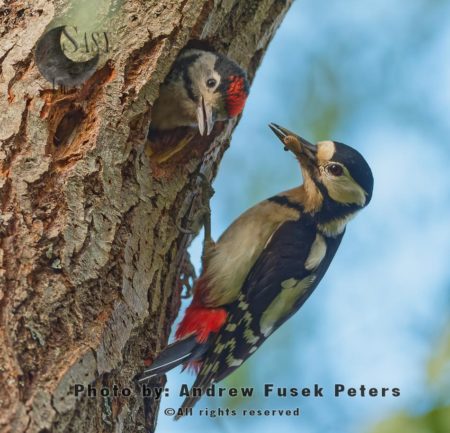 Greater spotted woodpecker feeding chick