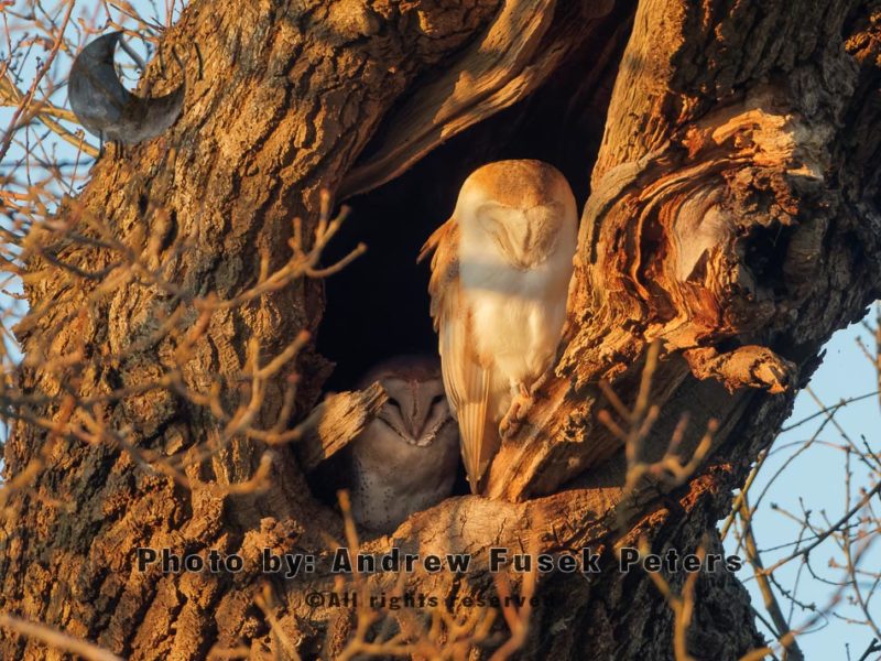 A pair of barn owls in the oak tree