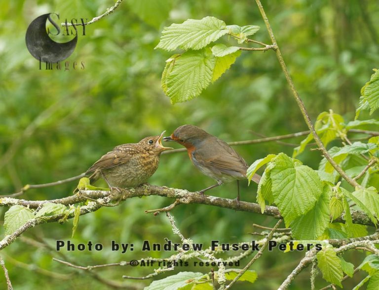 Robin feeding fledgling