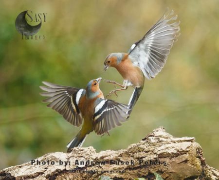 Male chaffinches fighting mid air