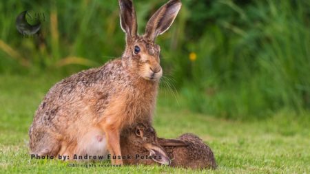 Lepus Hare,  Jill female hare feeding leveret (young hare) at dusk