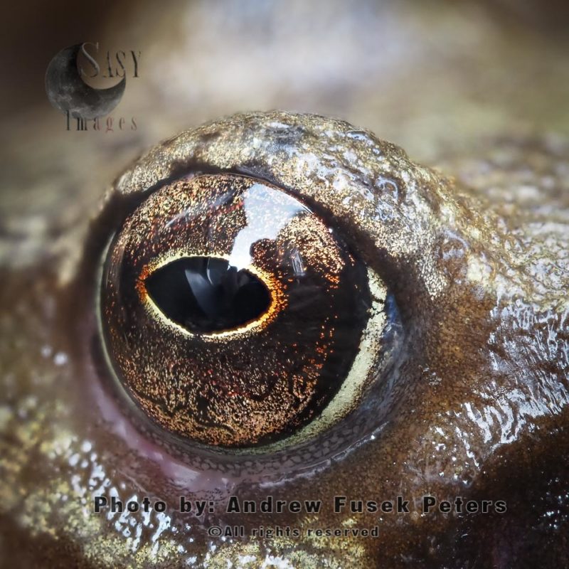 Eye of a frog