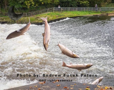 Atlantic hen salmon leaping sequence