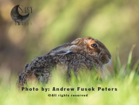 Lepus Hare in field