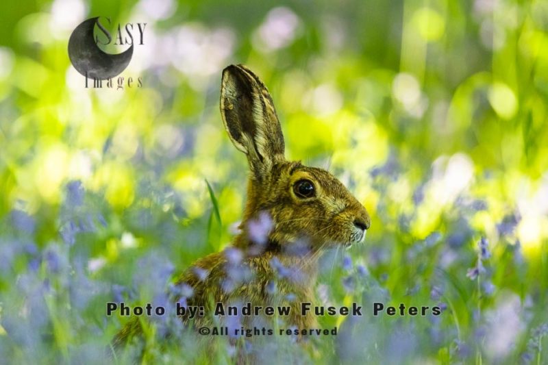 Brown Hare in the bluebells