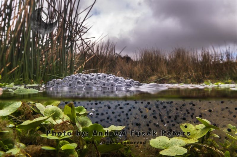 Frogspawn on the Long Mynd upland