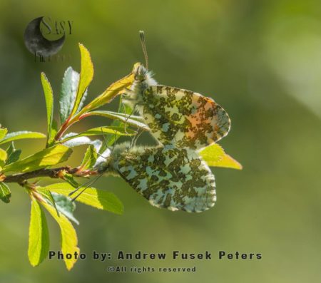Mating orange-tip butterflies