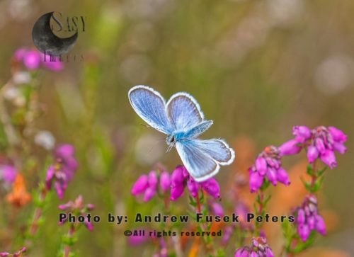 Silver studded blue on bell heather