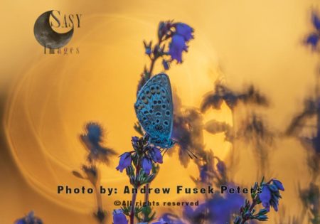 Silver studded blue butterfly at sunset