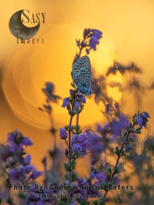 Silver studded blue butterfly at sunset, on bell heather 