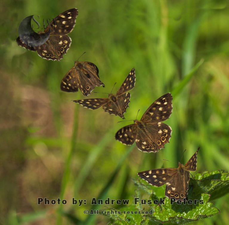 Speckled wood butterfly flight sequence