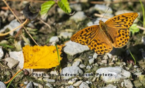 Silver-washed fritillary butterfly in flight