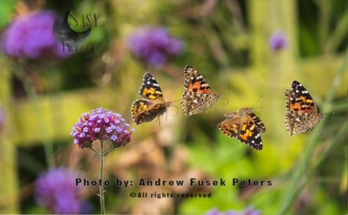 Painted lady butterfly flight sequence