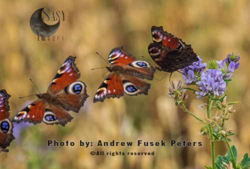 Peacock butterfly flight sequence