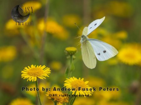 Cabbage white butterfly in flight