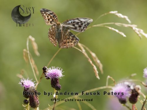 Silver-washed Fritillary female butterfly in flight