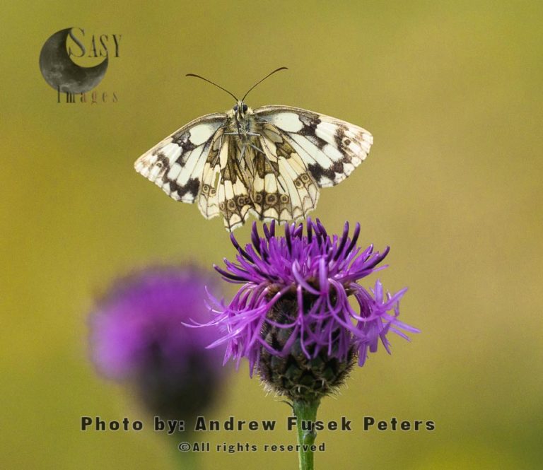 Marbled white butterfly in flight